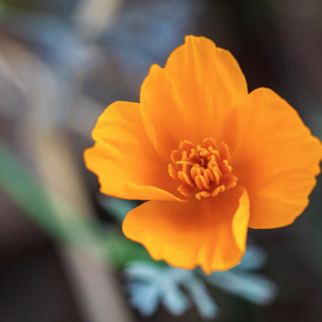 California poppy