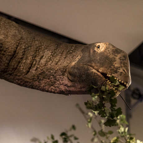 Close-up photo of Mamenchisaurus dinosaur eating leaves in Worlds Largest Dinosaurs exhibit