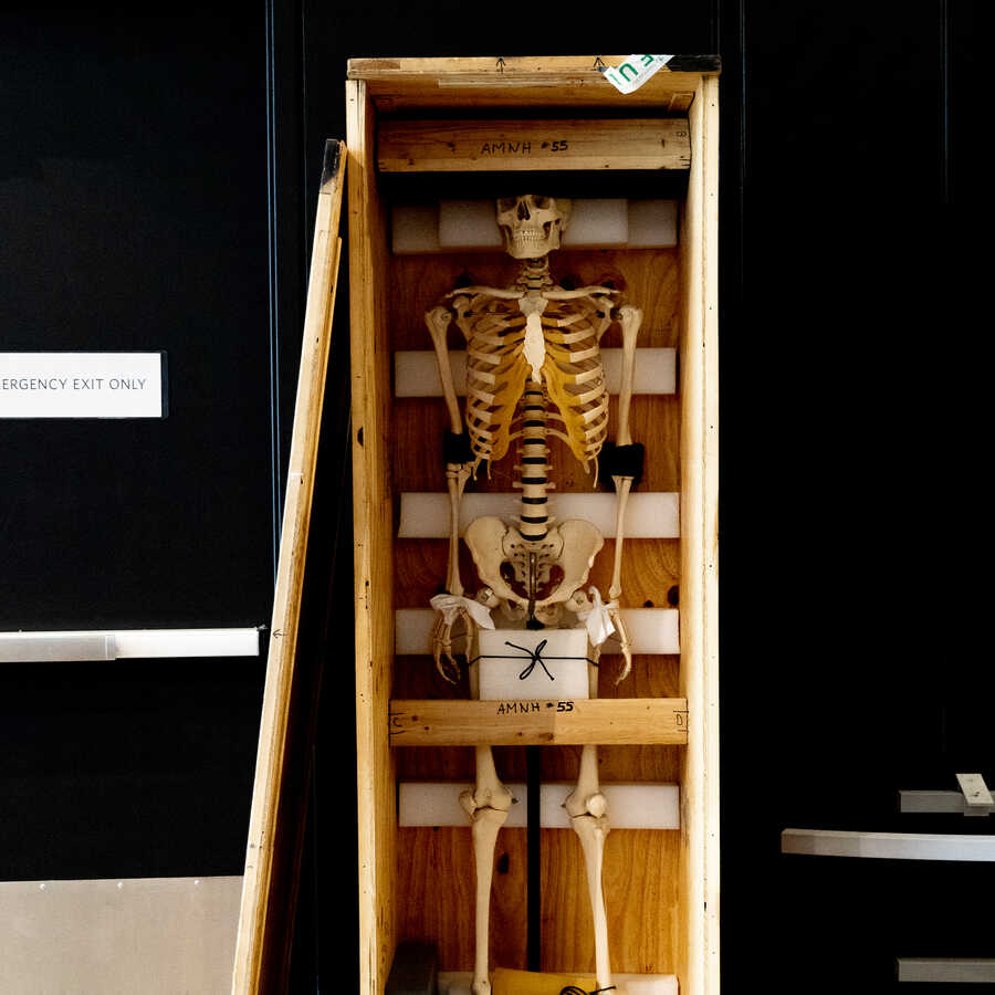 Human skeleton model inside a shipping crate at the California Academy of Sciences