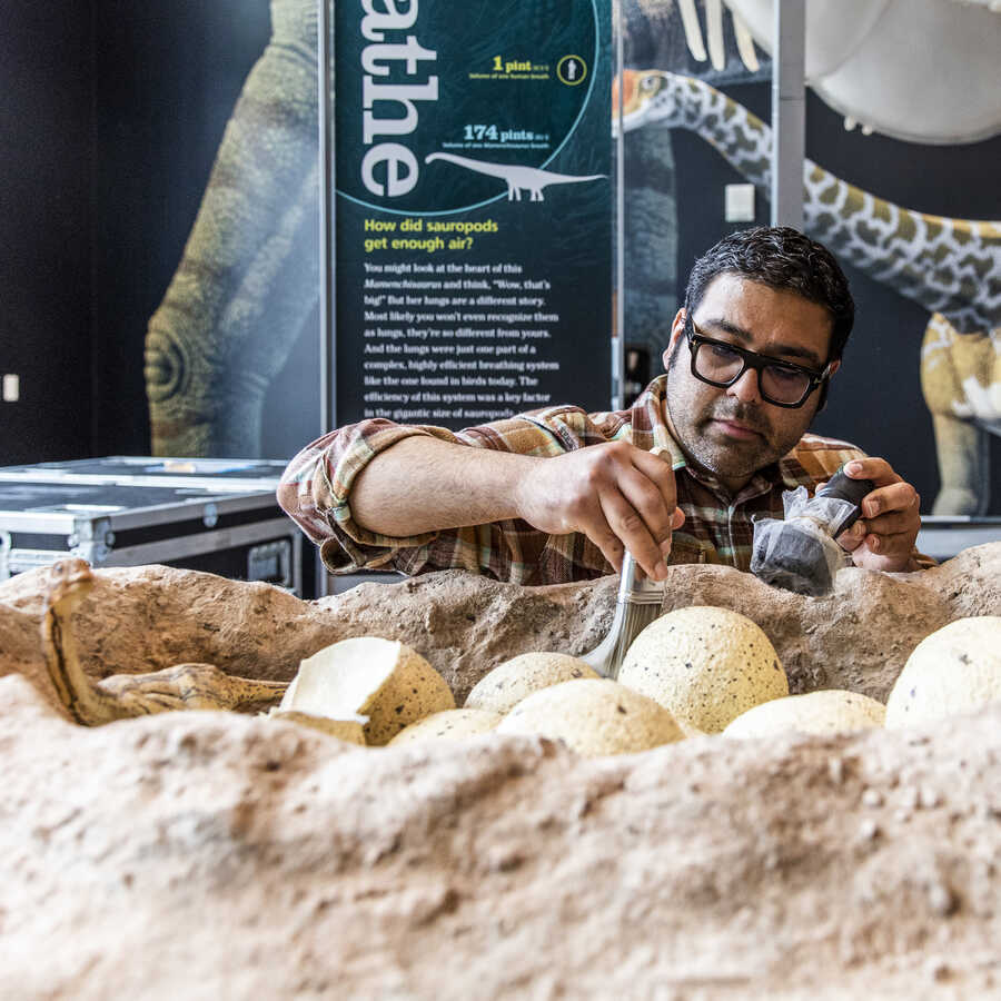 Exhibit Technician Alejandro Valenzuela puts the finishing touches on a titanosaur nest in World's Largest Dinosaurs exhibition