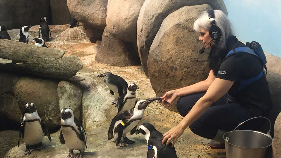 Aquarium curator Vikki McCloskey feeds colony of African penguins at the Academy