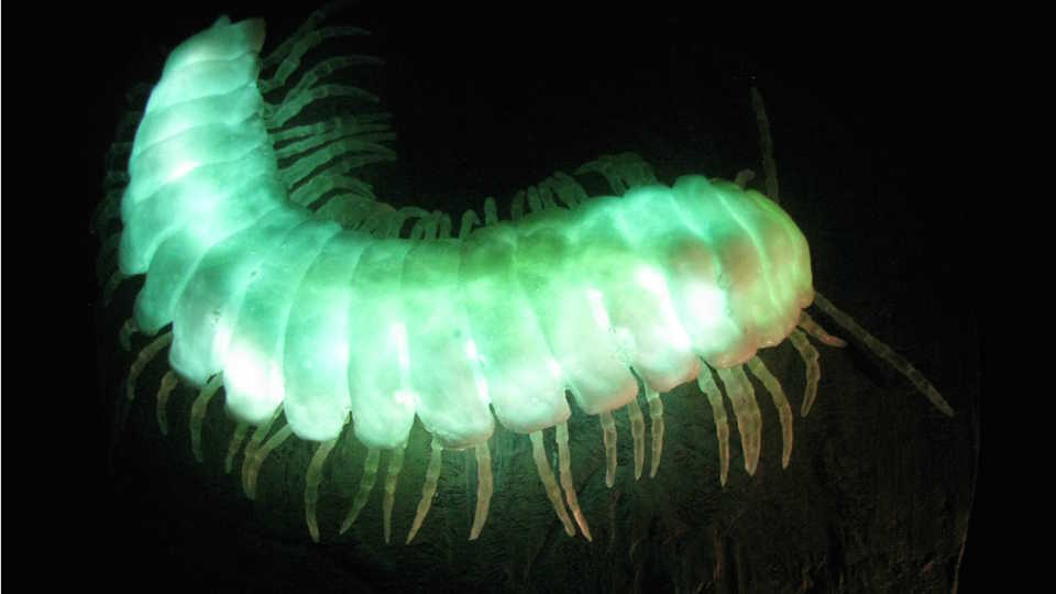 Replica of glowing millipede Motyxia