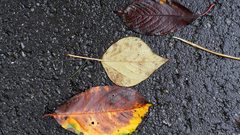 Three decomposing leaves of different colors lie in a row.