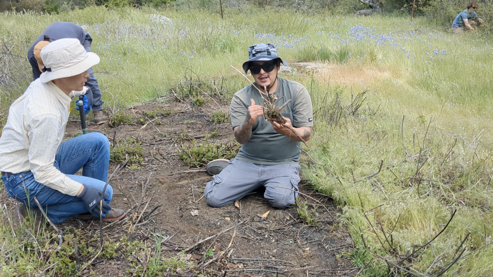 Jesse Valdez teaches a burn participant how to reach the bottom of a bush root with the shears, preventing their regrowth.