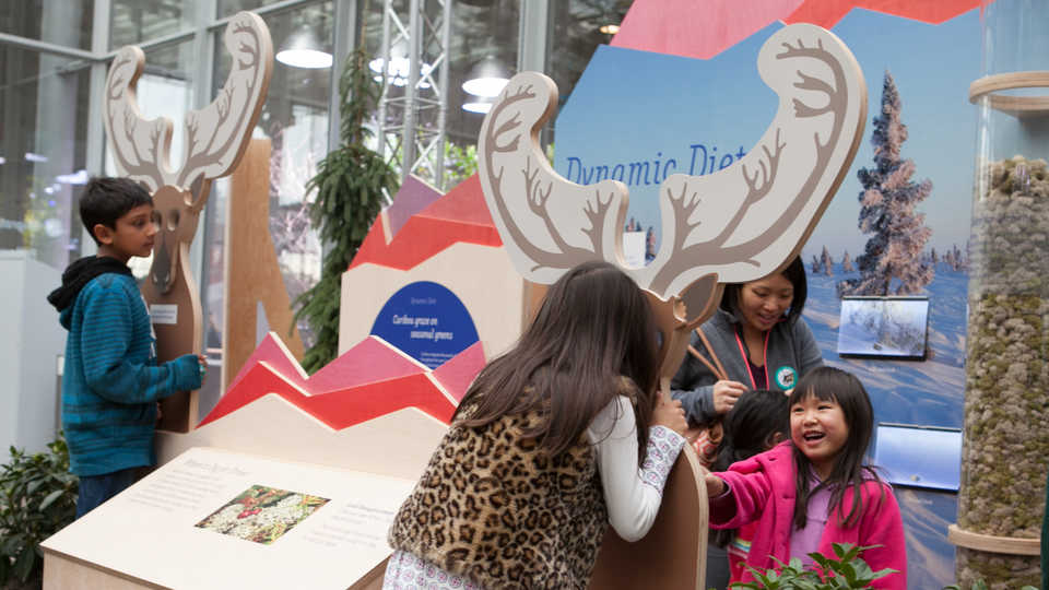 Reindeer exhibit display