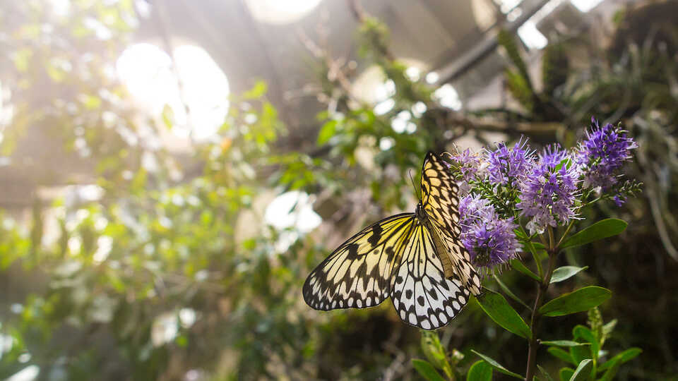 Butterfly in the Osher Rainforest