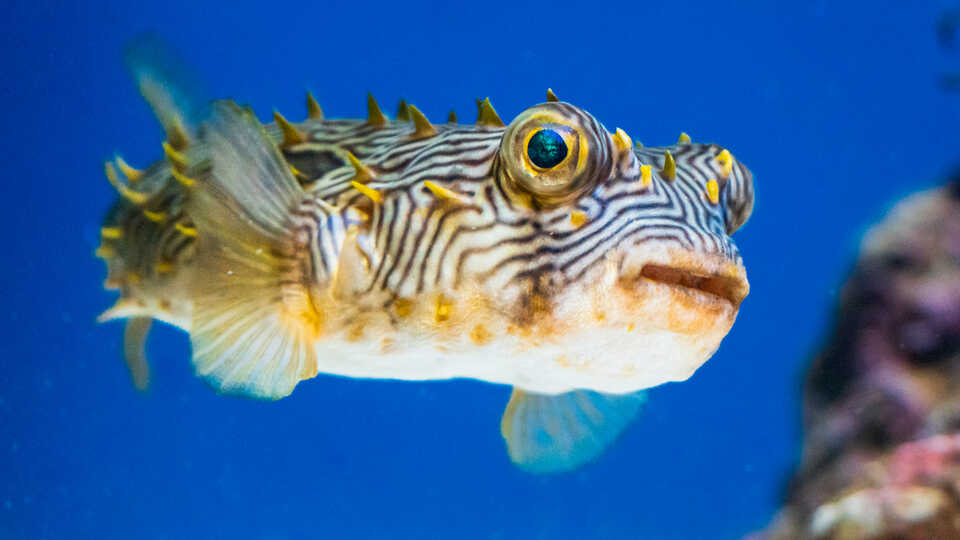 Striped burrfish on exhibit in Steinhart Aquarium at Cal Academy. Photo by Gayle Laird