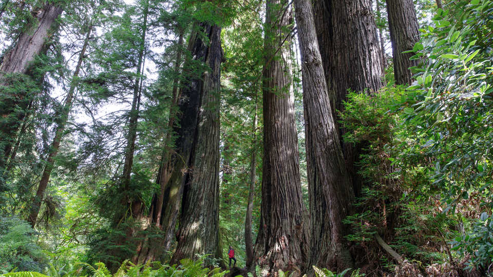 Looking up at giant redwoods