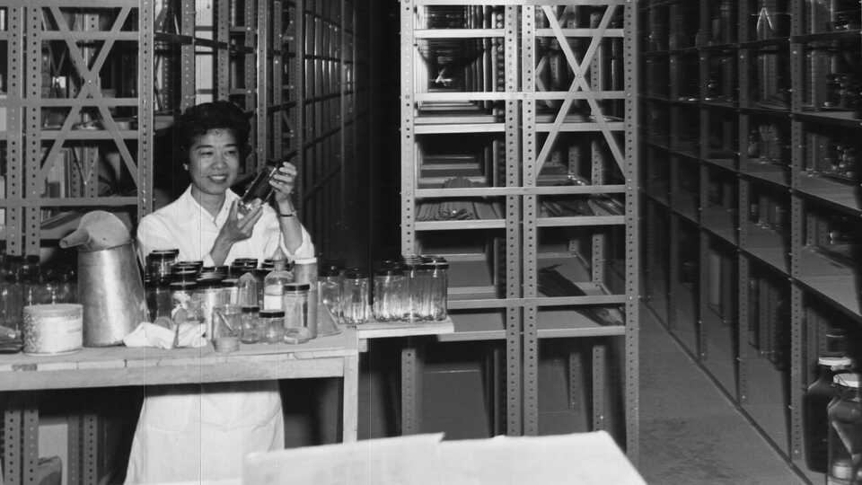 Black and white photograph of ichthyology department staff member Pearl Sonada among the collections