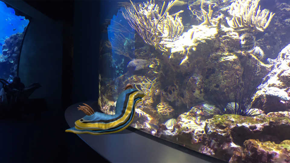 Nudibranch in aquarium