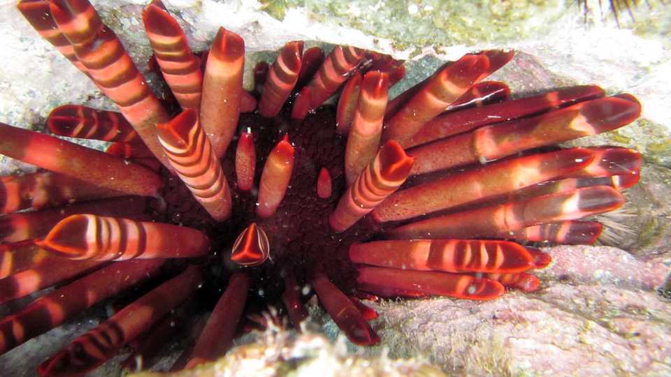 The sea urchin Heterocentrotus mamillatus