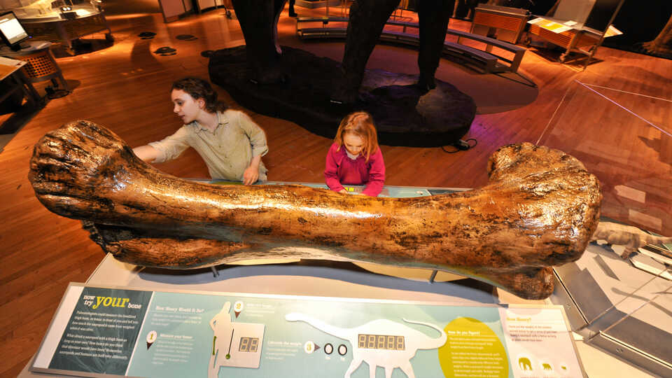 Children measure a Sauropod femur.