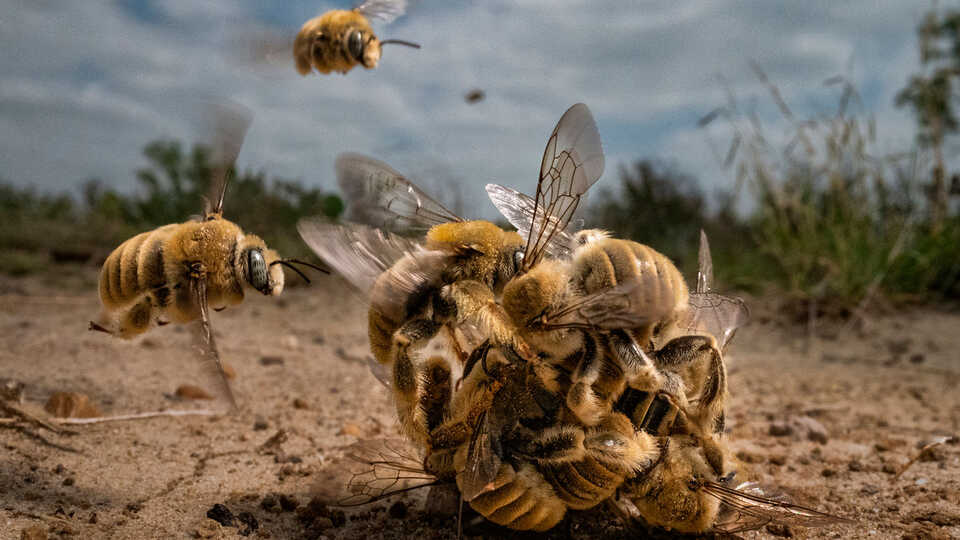 Cactus bees in a mating ball