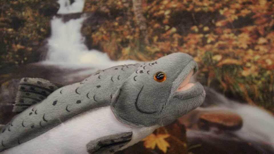 A Chinook salmon puppet with a river image background