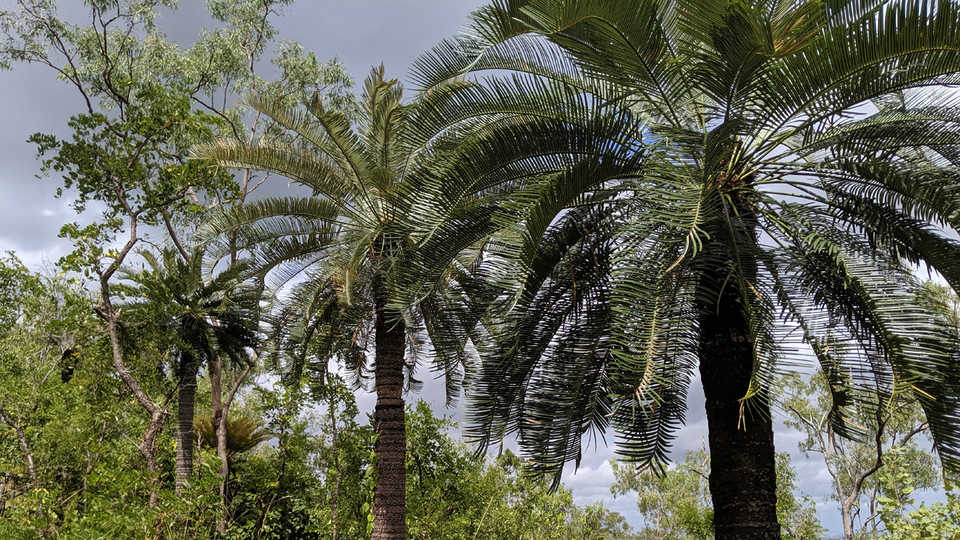 Australian Cycas