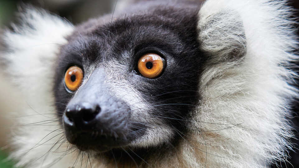 Closeup lemur photo by Brian Fisher