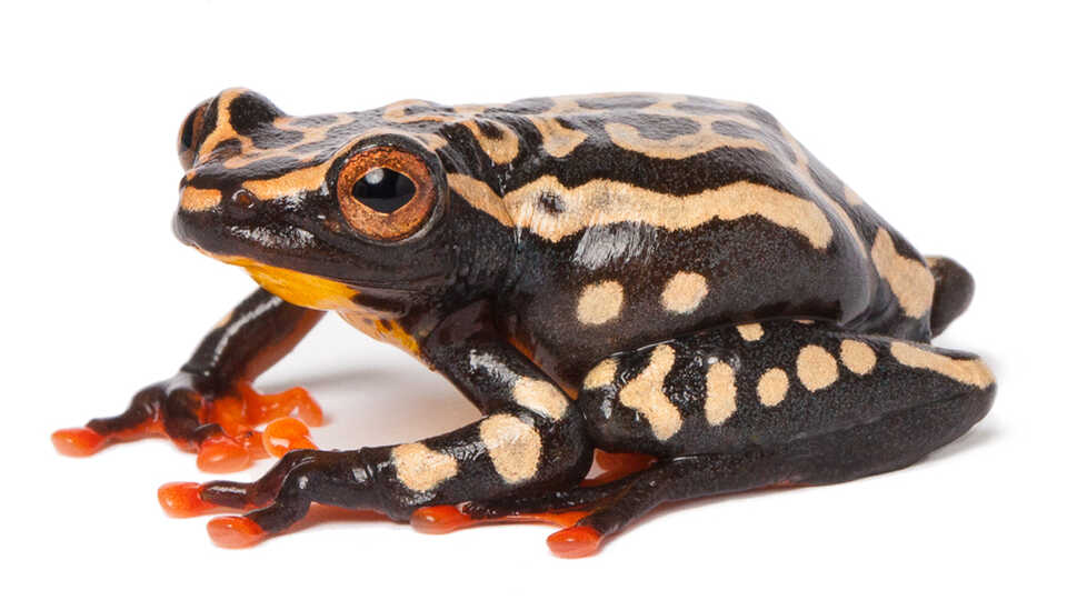 Portrait of Riggenbach's reed frog against white background