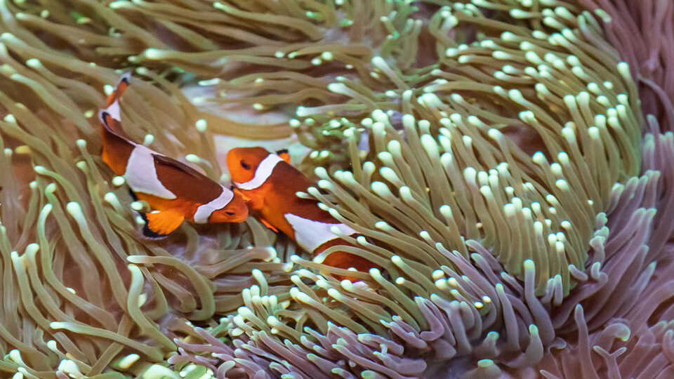 2 clownish cozy up in sea anemone tentacles