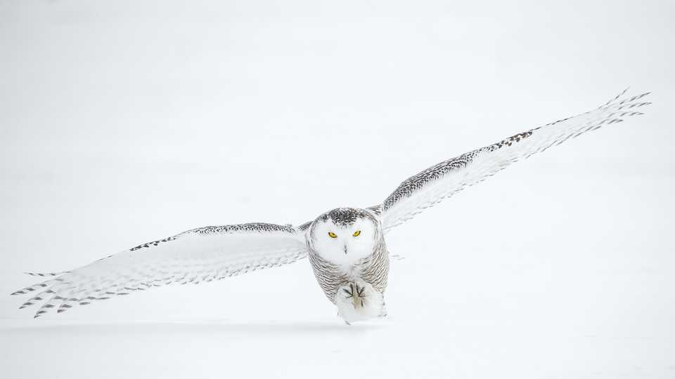 Dramatic photo of snowy owl in flight
