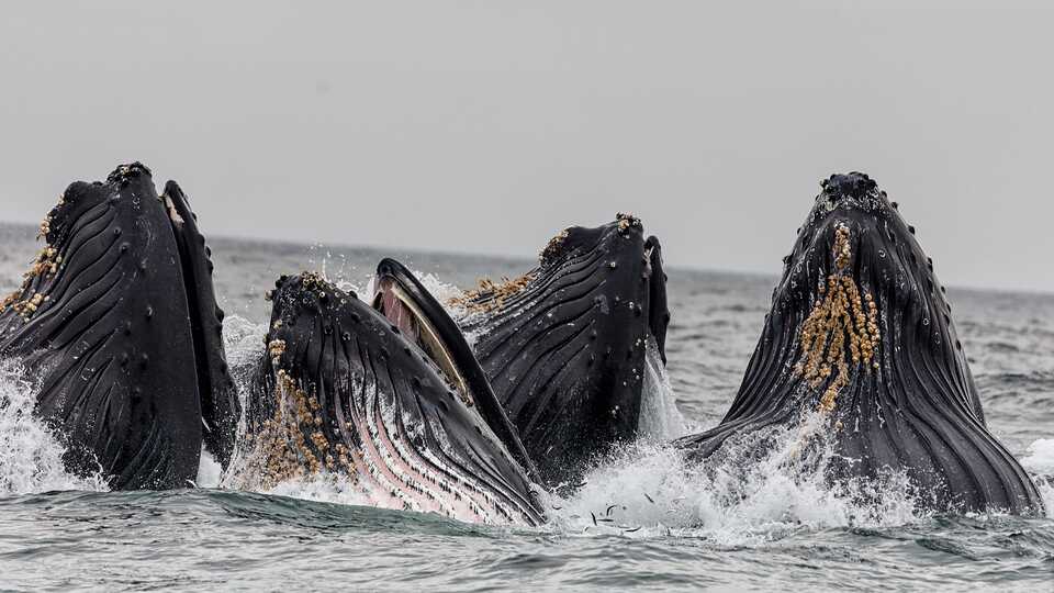 A pod of whales with their heads out of water