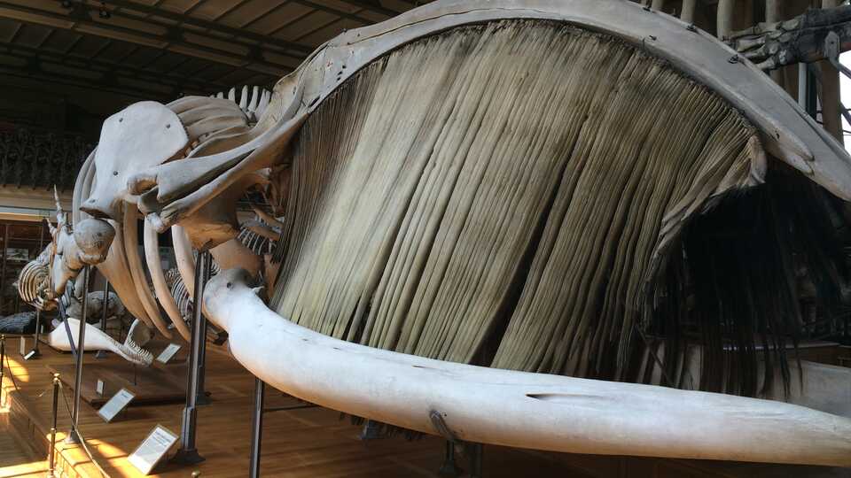Whale skeleton in museum with giant plates of baleen