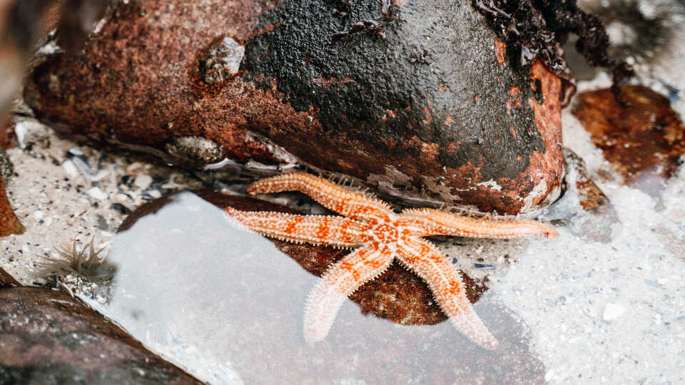 Sea star in rocky tide pool