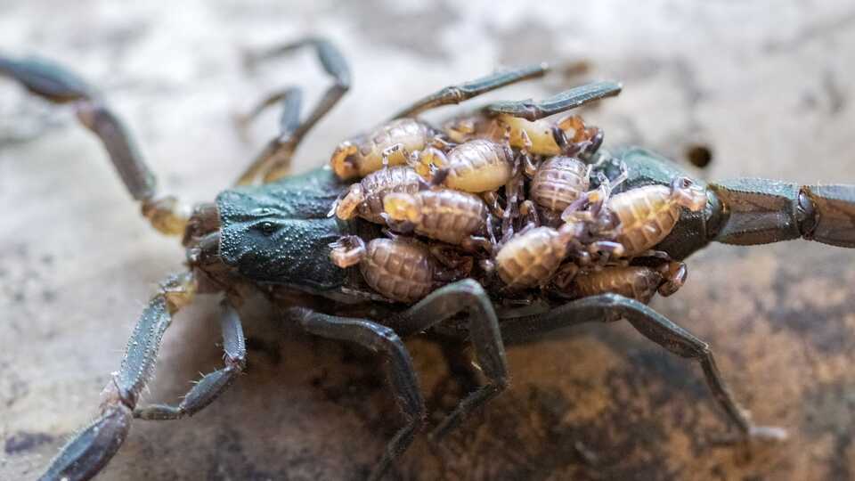 Baby scorpions on top of mother scorpion back