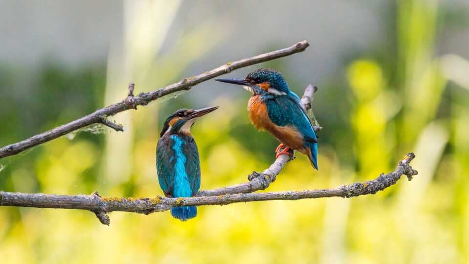 Two malachite kingfishers sitting on a tree branch