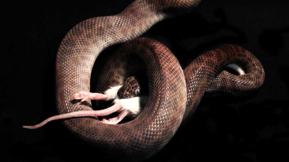 A snake eating a white mouse