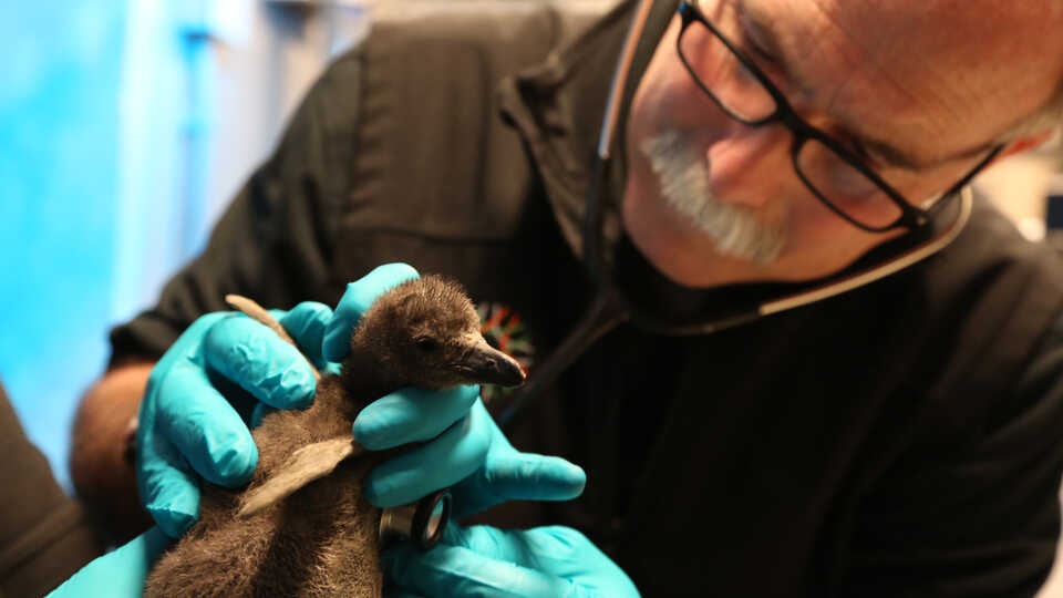 Academy veterinarian Freeland Dunker examines penguin chick 