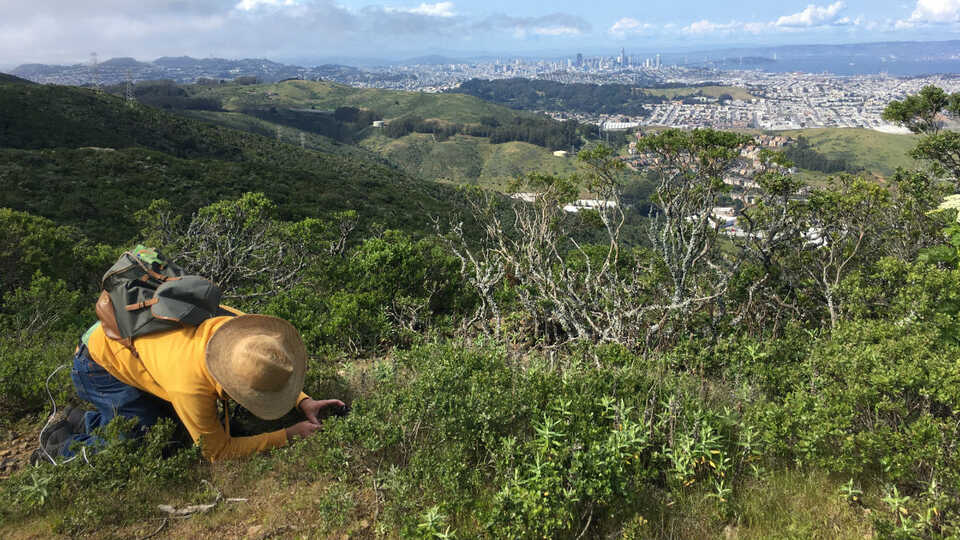 Person looking on the ground in the East Bay hills.